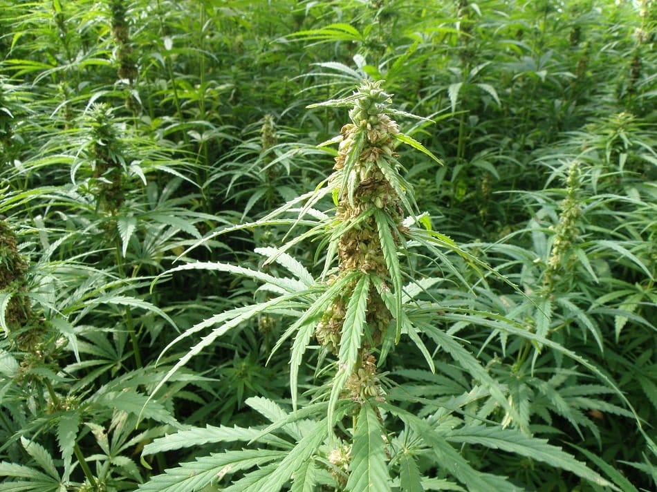 Legal cannabis sales in the US hit $30B in 2024 - MEDCAN24