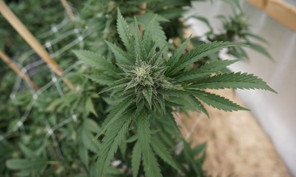 New Hampshire Committee Weighs Proposal To Legalize And Regulate Marijuana For Adults - MEDCAN24