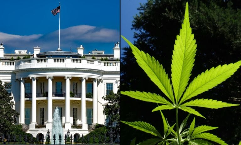 Dyrektor ds. budżetu Białego Domu Trumpa mówi, że marihuana jest "narkotykiem bramy" i naciskał na wycofanie legalizacji stanowej - MEDCAN24