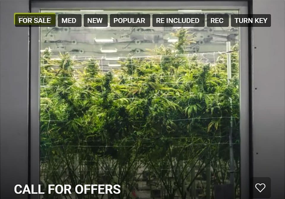 Businesses in receivership flood the market amid cannabis industry challenges - MEDCAN24