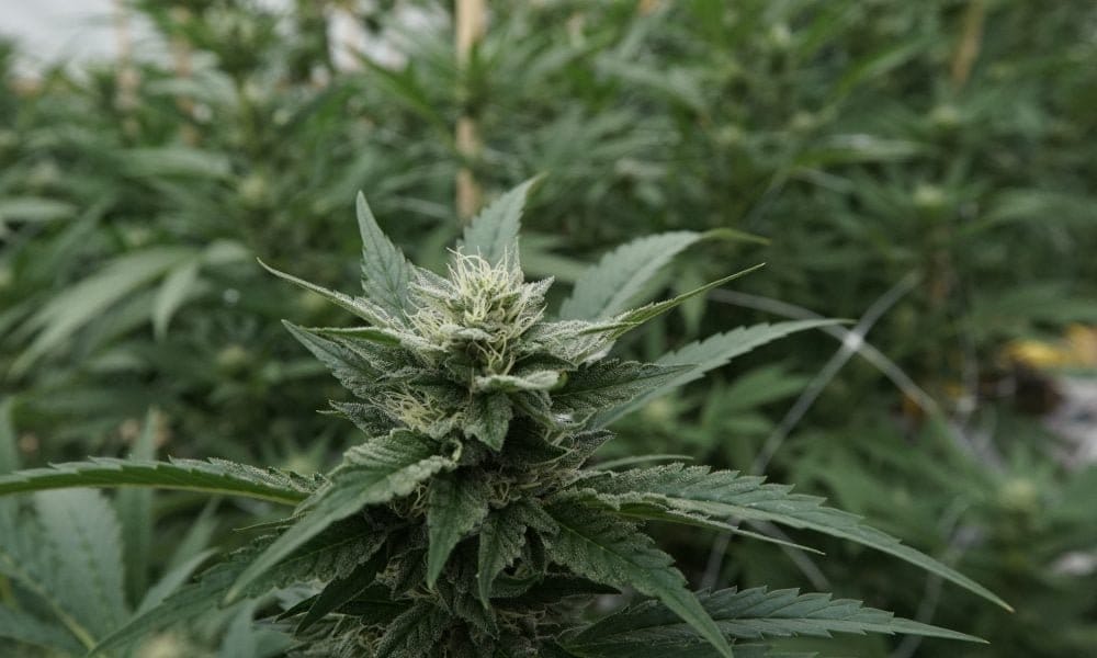 Virginia Plan To Legalize Marijuana Sales Heads To Governor’s Desk Following Passage By Both Legislative Chambers - MEDCAN24