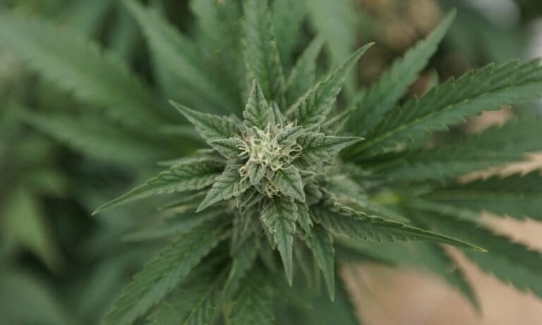 Trump Welcomes Return Of Medical Marijuana Patient Freed From Russia At White House, Without Mentioning U.S. Cannabis Prohibition - MEDCAN24