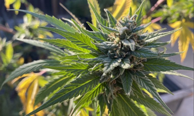 Hawajskie komisje senackie zatwierdzają ustawę o legalizacji marihuany, mimo że podobny plan utknął w Izbie Reprezentantów - MEDCAN24
