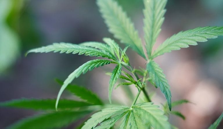 NCIA Files Motion With DEA Judge to Consolidate With Rescheduling Participant Absent of Standing - MEDCAN24