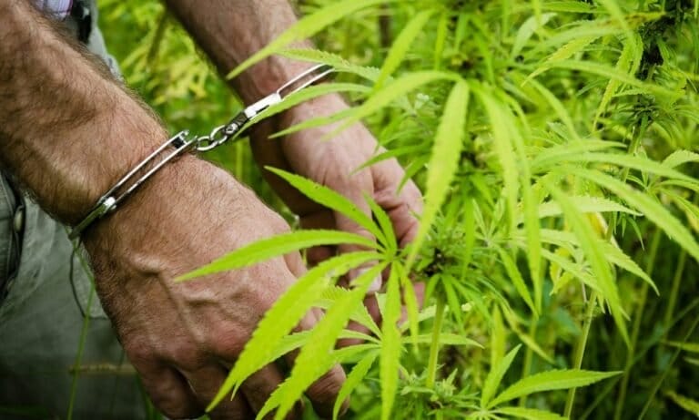 Rosja twierdzi, że aresztowała kolejnego Amerykanina za marihuanę, kilka dni po głośnym uwolnieniu amerykańskiego pacjenta medycznej marihuany - MEDCAN24