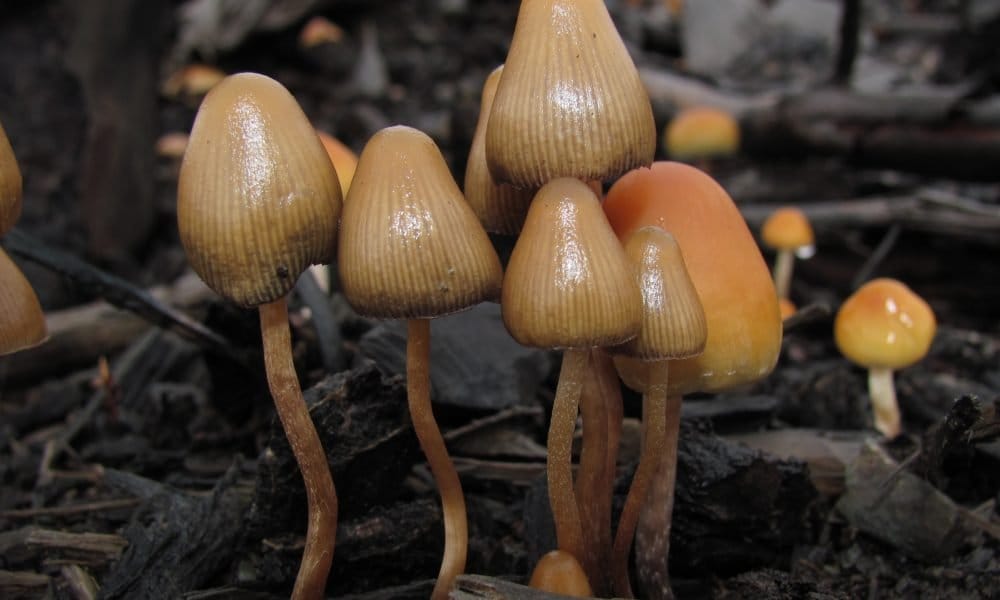 Virginia House Panel Kills Psychedelics Bill That Had Already Been Approved By The Senate - MEDCAN24