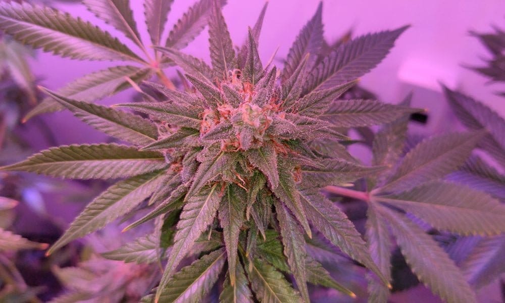 CBD Could Effectively Treat Common Vaginal Infections, Study Concludes - MEDCAN24