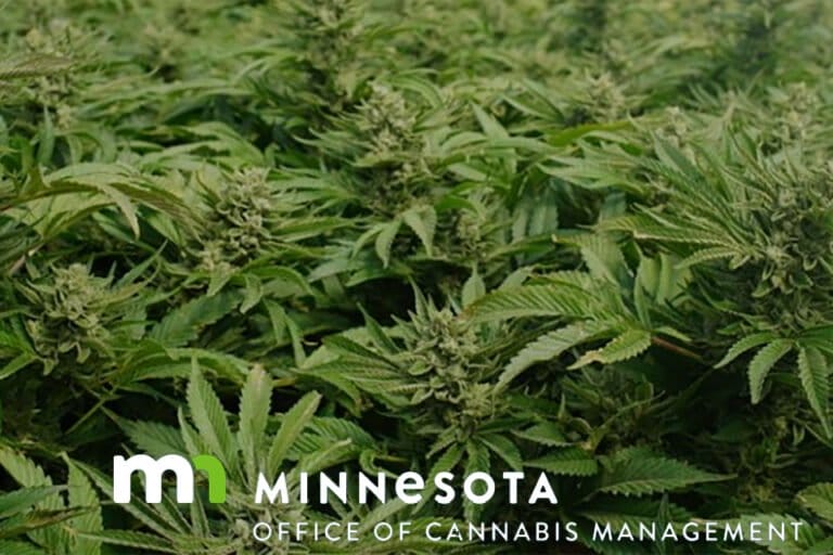 Plemienni operatorzy konopi indyjskich przejmują inicjatywę, gdy Minnesota przygotowuje się do sprzedaży dla dorosłych - MEDCAN24