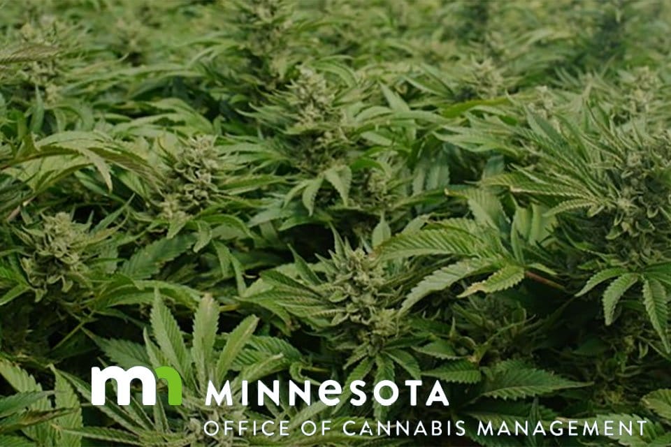 Plemienni operatorzy konopi indyjskich przejmują inicjatywę, gdy Minnesota przygotowuje się Plemienni operatorzy konopi indyjskich przejmują inicjatywę, gdy Minnesota przygotowuje się do sprzedaży dla dorosłych - MEDCAN24