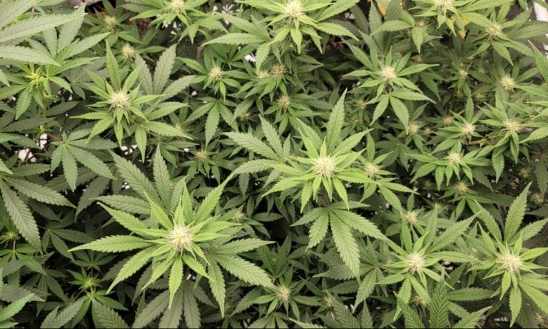 7 na 10 wyborców w Pensylwanii - w tym większość Republikanów - popiera legalizację marihuany, wynika z nowego sondażu - MEDCAN24