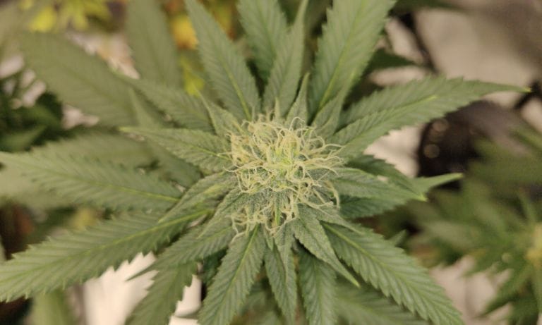 Badanie wykazało, że medyczna marihuana pomaga matkom być "bardziej obecnymi rodzicami" i rozwijać "pozytywne relacje z dziećmi". - MEDCAN24