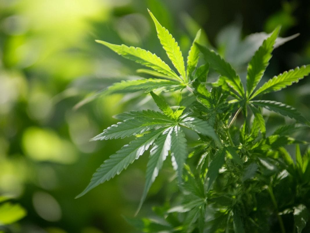 Ustawodawcy z Karoliny Północnej wznawiają naciski na legalizację medycznej marihuany - MEDCAN24