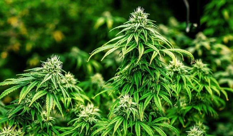 New Hampshire House przyjmuje ustawę o legalizacji dla dorosłych bez licencjonowanego programu - MEDCAN24