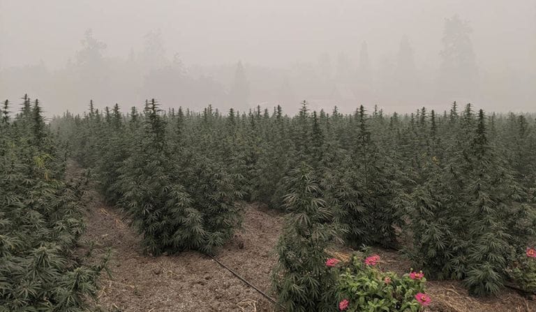 Jak zmiany klimatu mogą zaszkodzić uprawom konopi indyjskich, dolne linie - MEDCAN24