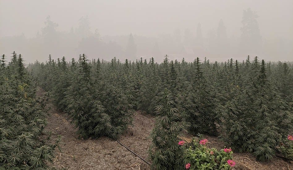 Jak zmiany klimatu mogą zaszkodzić uprawom konopi indyjskich, dolne linie - MEDCAN24