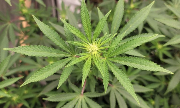 Najwyżsi urzędnicy policji i służby zdrowia w Pensylwanii twierdzą, że są przygotowani do wdrożenia legalizacji marihuany - MEDCAN24