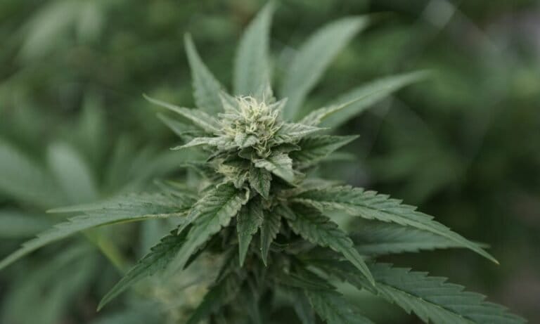Top GOP Congressman Files Bill To Block Marijuana Industry Tax Deductions, Even After Federal Rescheduling - MEDCAN24