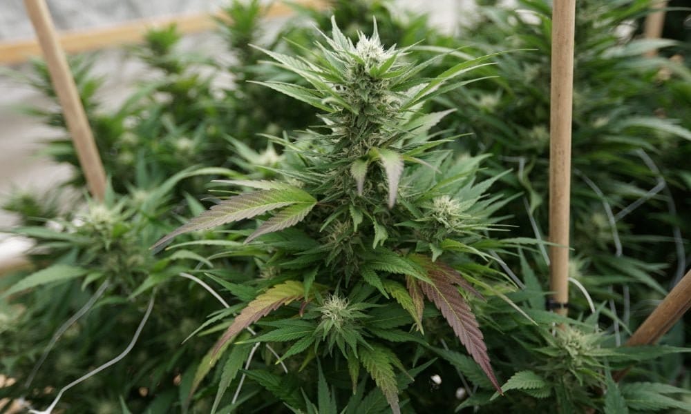 Florida Republican Senator Says His Medical Marijuana Homegrow Bill Doesn’t Have Support From GOP Colleagues - MEDCAN24