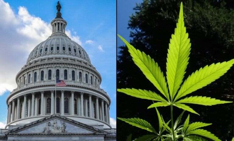 Duża koalicja grup zajmujących się marihuaną ogłasza tygodniową kampanię w Waszyngtonie na rzecz legalizacji i ułaskawienia pod rządami Trumpa - MEDCAN24
