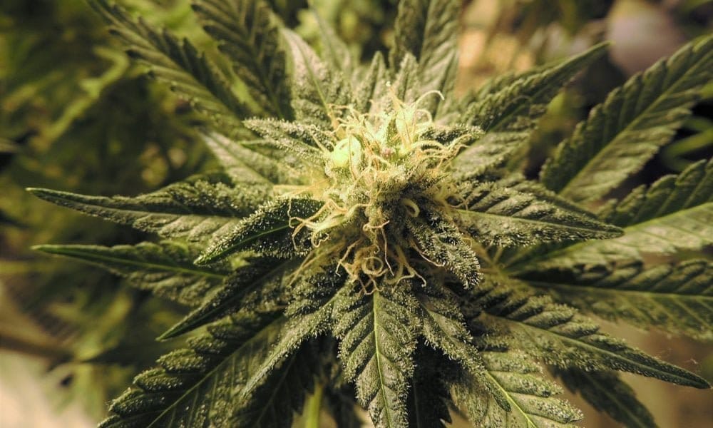 Hawaii Senate Rejects Expansion Of Marijuana Decriminalization Law, While Broader Legalization Effort Appears Dead For The Year - MEDCAN24