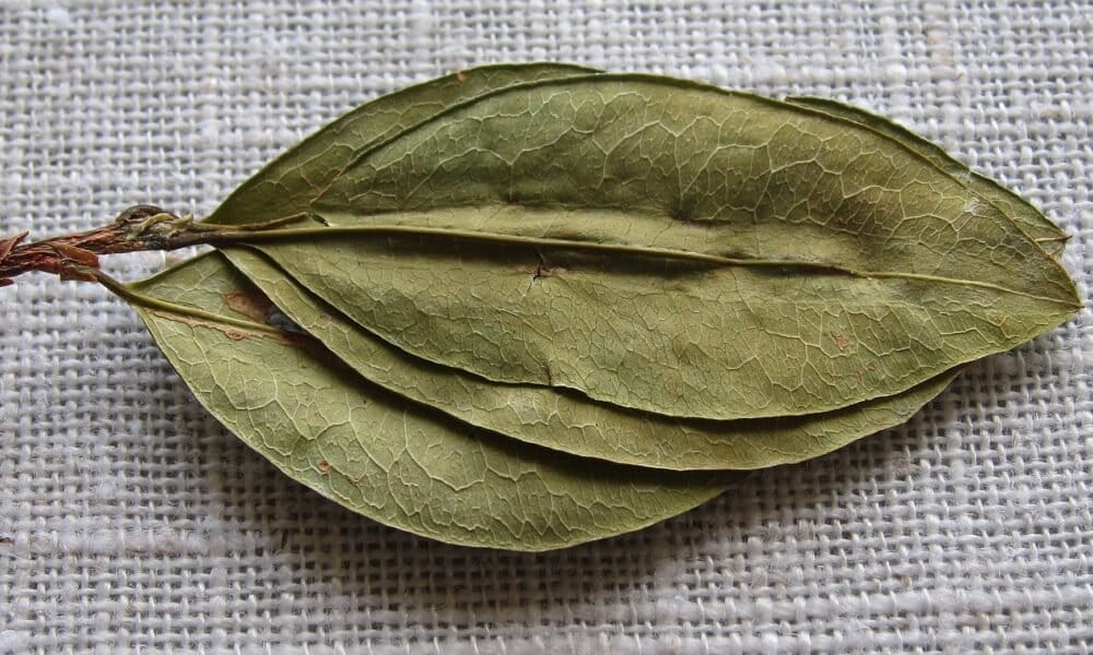 World Health Organization Review Could Lead To International Rescheduling Of Coca Leaves - MEDCAN24