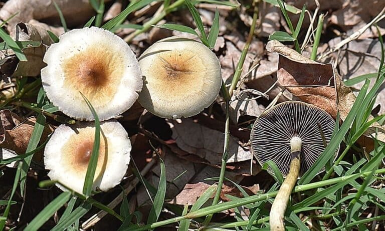 Rhode Island Lawmakers Discuss Bill To Legalize Psilocybin - MEDCAN24