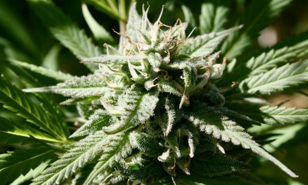 Pennsylvania GOP Senator Who Supports Marijuana Legalization Says Governor’s Plan Has ‘No Real Path Forward’ - MEDCAN24