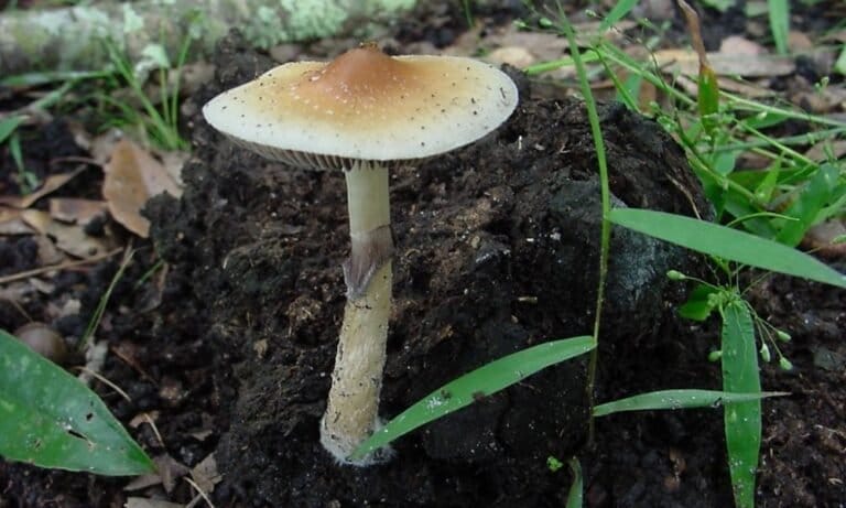 New Hampshire GOP Lawmaker Asks Colleagues To Legalize Psilocybin Because It Can Treat Headache Disorder She Suffers From - MEDCAN24