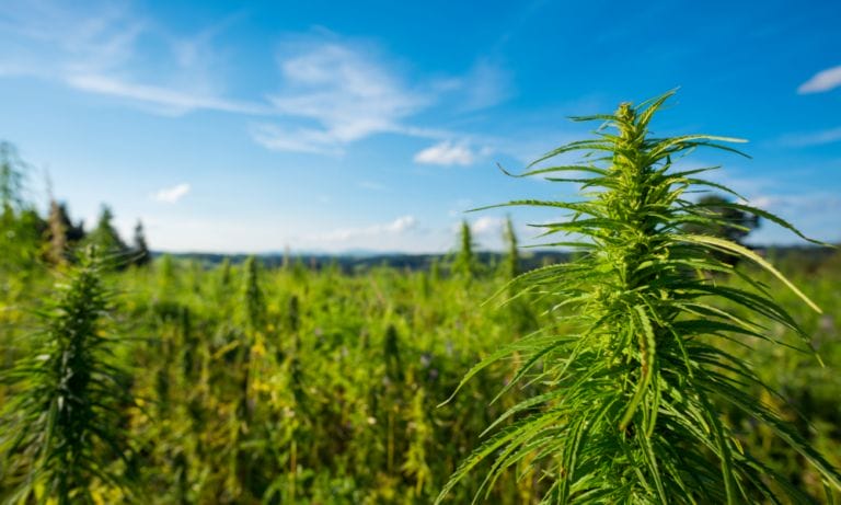California State Fair Will Again Feature On-Site Marijuana Sales And Consumption, With New Award Categories For Blunts, Hash And Chocolates - MEDCAN24