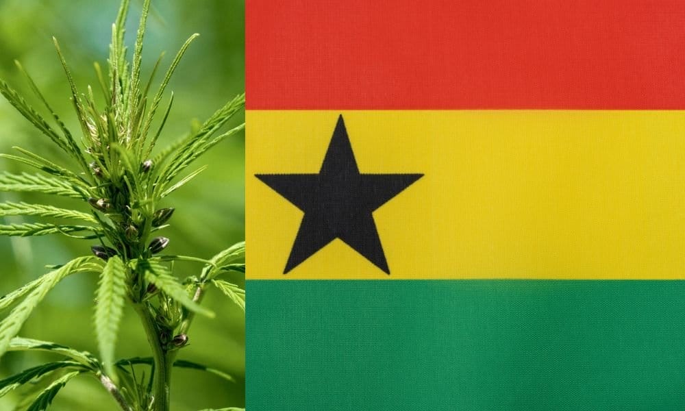Ghana's Hemp Industry A New Chapter in Industrial Cannabis Development