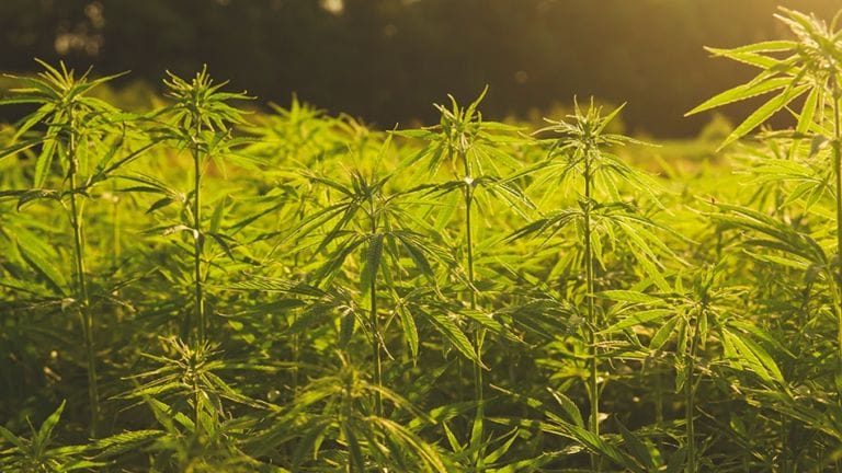 Senator z Teksasu złożył projekt ustawy zakazującej THC, odurzających produktów z konopi - MEDCAN24