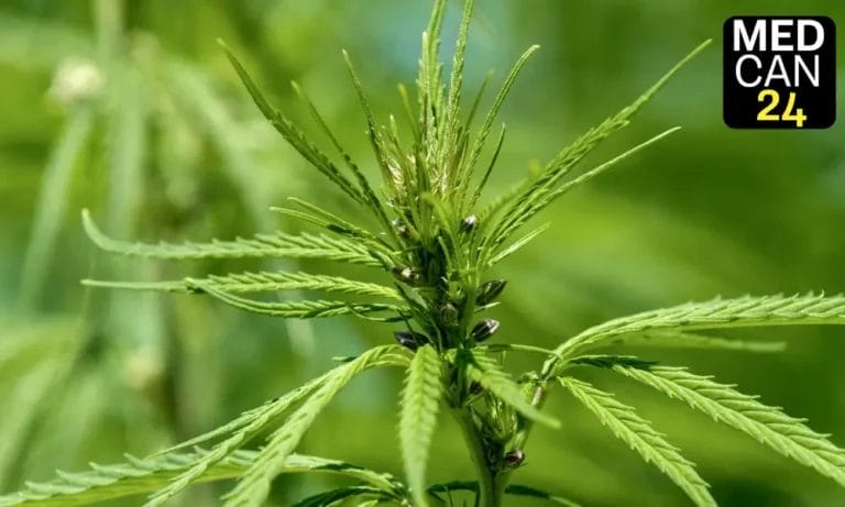 Seeds of Conflict Eastern Cape’s Cannabis Farmers Fight to Protect Heritage Amid Corporate Expansion