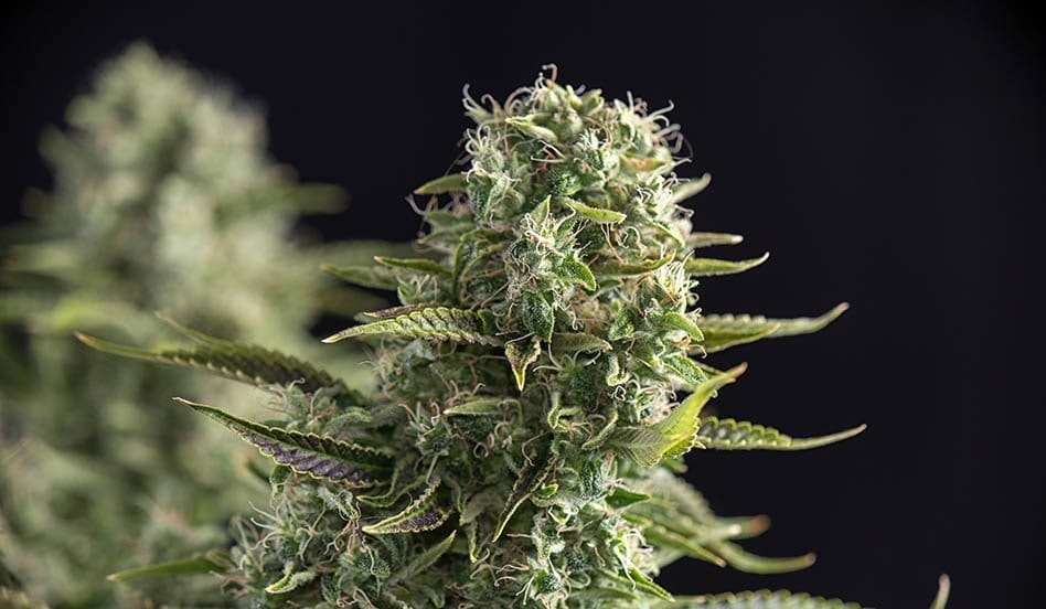 62% of Texans Support Adult-Use Cannabis Legalization, Including Majority of Republicans - MEDCAN24