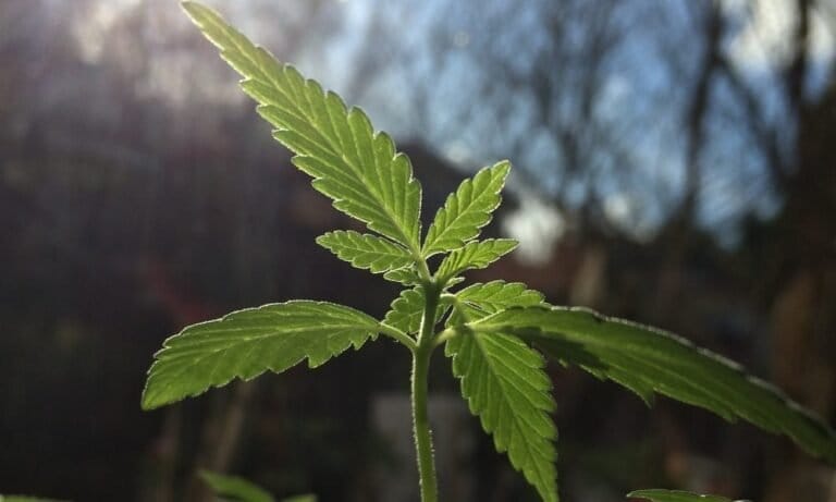 Washington Bill To Legalize Marijuana Home Cultivation Approved By House Committee Ahead Of Key Deadline - MEDCAN24