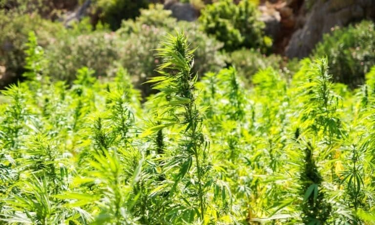 South Carolina Hemp Bill Would Sharply Restrict State’s THC-Infused Drinks And Edibles Market - MEDCAN24
