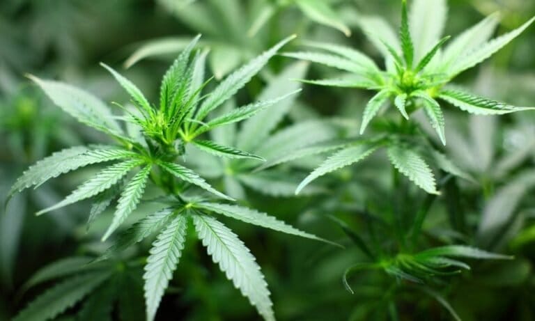 Arkansas House Passes Bill Dedicating Medical Marijuana Tax Revenue To Fund School Breakfasts For Students - MEDCAN24