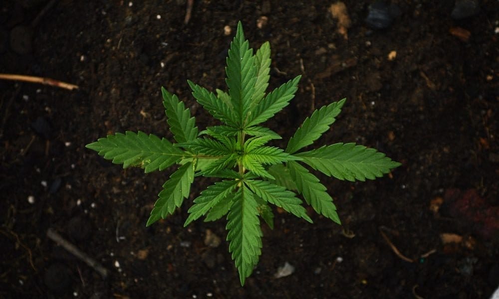Florida Republican Senator Refiles Medical Marijuana Homegrow Bill, This Time Without Unrelated Hemp Product Restrictions - MEDCAN24