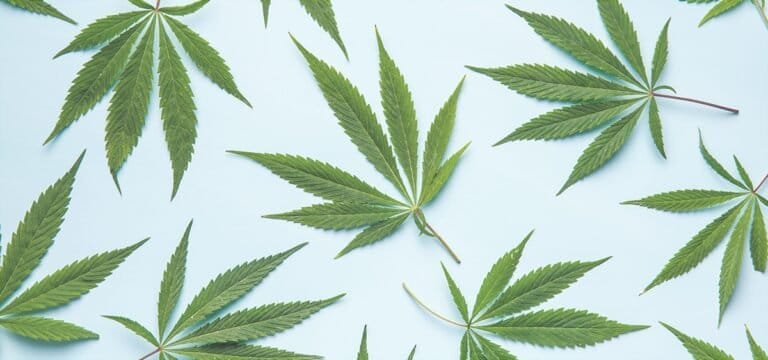 Kentucky wydaje pierwsze identyfikatory pacjentów medycznej marihuany - MEDCAN24
