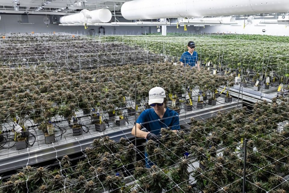 Lack of testing guidelines, enforcement creates tension in Massachusetts cannabis Lack of testing guidelines, enforcement creates tension in Massachusetts cannabis industry - MEDCAN24