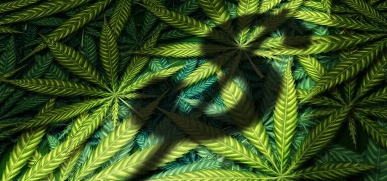 Federalny projekt ustawy uniemożliwiłby firmom uzyskanie ulgi podatkowej w przypadku zmiany klasyfikacji marihuany - MEDCAN24
