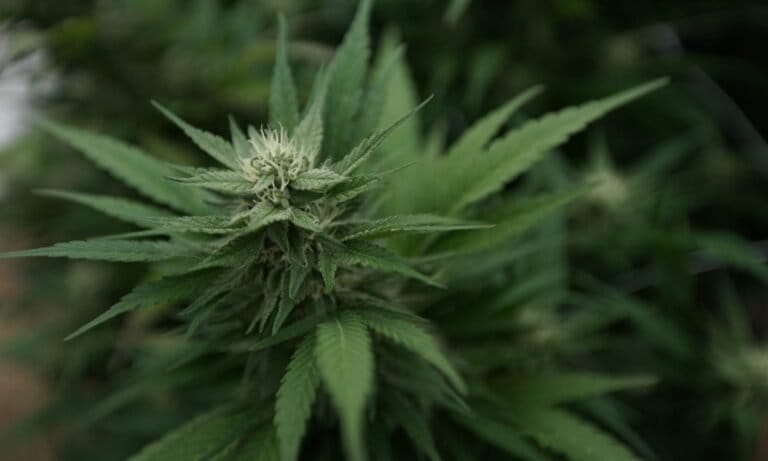 Traffic Safety Official Emphasizes Need For Roadside Marijuana Testing At Congressional Transportation Hearing - MEDCAN24