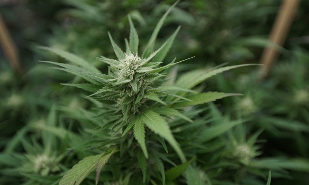Ohio odrzuca kobiece trudności z orgazmem jako warunek kwalifikujący medyczną marihuanę, jednocześnie zezwalając na kontynuowanie petycji w sprawie autyzmu - MEDCAN24