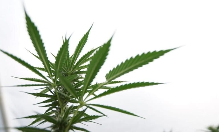 Codzienne stosowanie składników marihuany THC-V i CBD pomaga ludziom schudnąć - wynika z badania - MEDCAN24