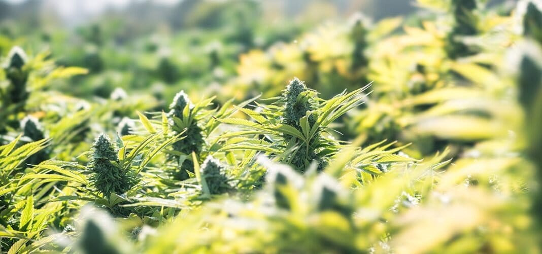 Cannabis Legalization Bill Approved by Two Hawaii House Committees - MEDCAN24
