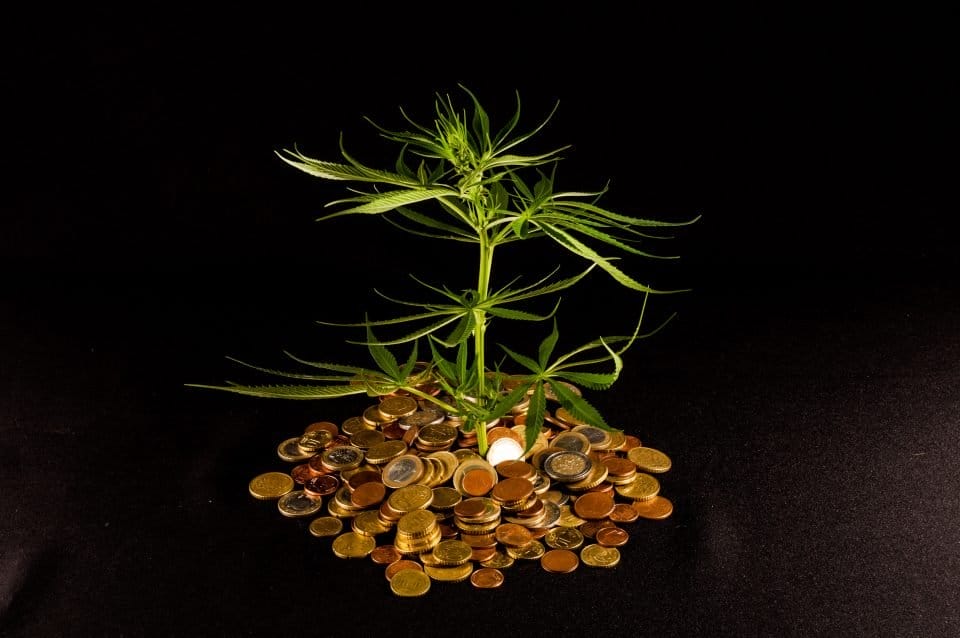 cbdMD posts first-quarter profit despite lower sales - MEDCAN24 cbdMD posts first-quarter profit despite lower sales - MEDCAN24