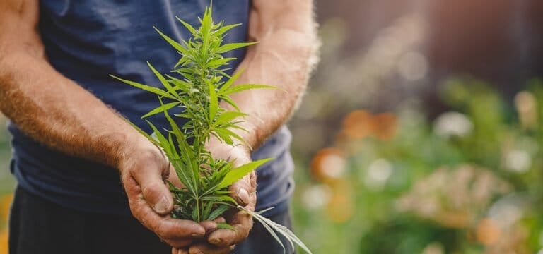 New Jersey Cannabis Business Coalition wzywa prawodawców do zalegalizowania upraw domowych - MEDCAN24
