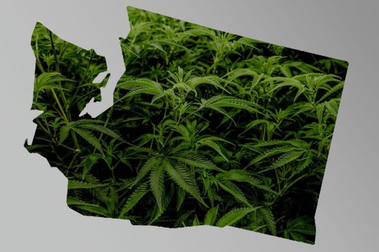 Washington state lawmakers weigh cannabis event consumption proposal - MEDCAN24