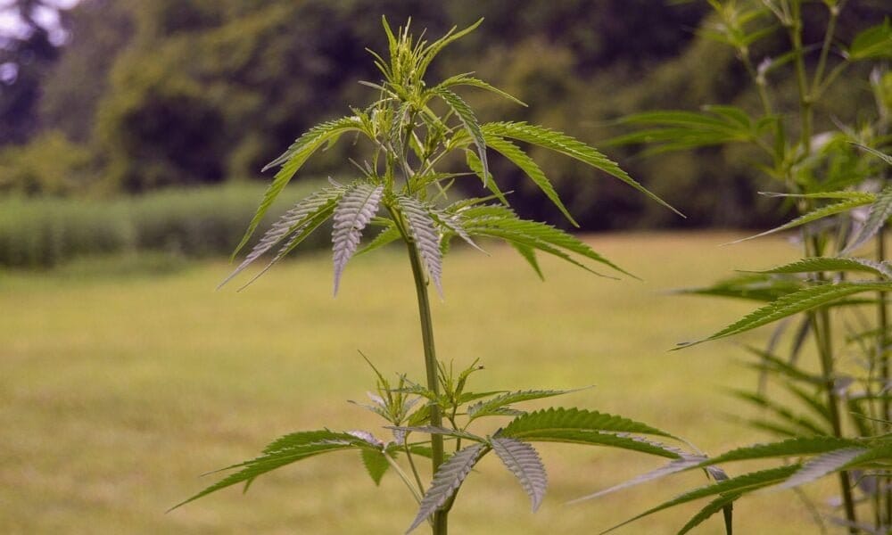 Missouri Lawmakers Want To Regulate Intoxicating Hemp, But Costs Could Be Steep - MEDCAN24