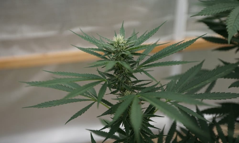 Two Controversial Marijuana Bills In Montana Appear To Be Dead For The Session - MEDCAN24