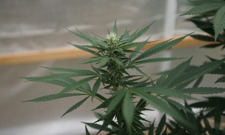 Idaho Lawmakers Approve Measure To Block Voters From Being Able To Legalize Marijuana - MEDCAN24